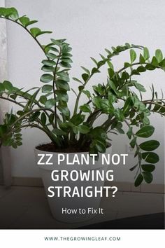 ZZ Plant Not Growing Straight? How To Fix It How To Propagate Zz Plant In Water, How To Propagate A Zz Plant, Zzz Plant