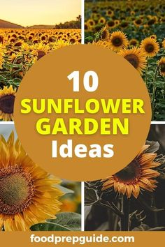 sunflower garden ideas with the title overlay