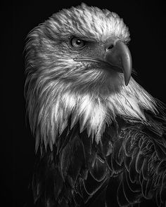 an eagle is shown in black and white with its head turned to the side, looking straight ahead