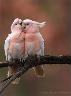 two pink and white birds sitting on top of a tree branch next to each other