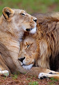 two lions cuddle together in the grass