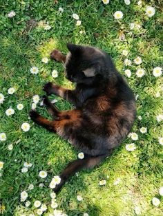 a cat laying in the grass with daisies around it