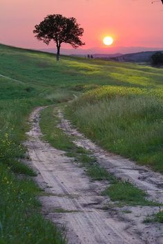 a dirt road leading to a tree with the sun setting in the distance behind it