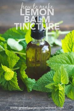 How to Make Lemon Balm Tincture & Lemon Balm Tincture Benefits - Lemon balm is a highly medicinal healing herb with many uses and benefits. Learn how to make a lemon balm DIY herbal tincture to use as herbal medicine! Herbalism for beginners | lemon balm uses | lemon balm recipes | lemon balm plant | lemon balm magical properties Lemon Balm Tincture How To Make, Lemon Balm Oil Recipes, Lemon Balm Oil How To Make, How To Dry Lemon Balm, Lemon Balm Tincture Benefits, How To Use Lemon Balm, How To Make Lemon Balm, What To Do With Lemon Balm, Lemon Balm Recipes