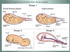 the stages of stage 1 in an animal's body and how to use it