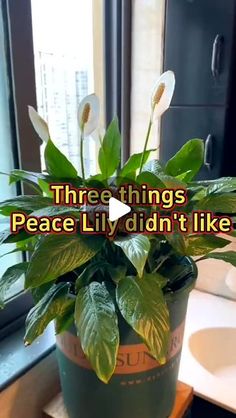 a potted plant sitting on top of a wooden table