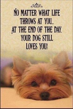 Yorkie Quotes, Yorkie Poo Puppies, Dog Poems, Quotes Smile, Yorkie Moms, Yorkie Terrier, Yorkie Lovers, Teacup Yorkie, Yorkie Poo