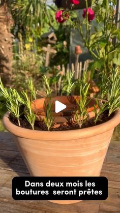 a potted plant sitting on top of a wooden table in front of some flowers