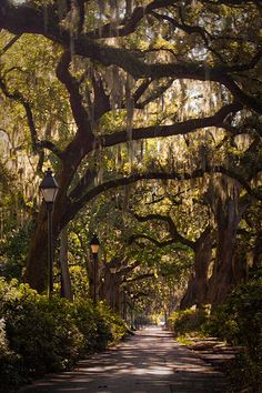 a tree lined street with lots of trees hanging from it's branches and lights on either side