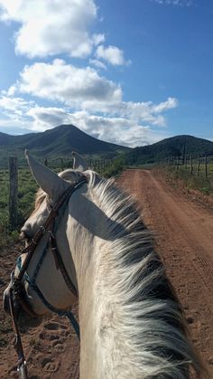 a white horse standing on top of a dirt road