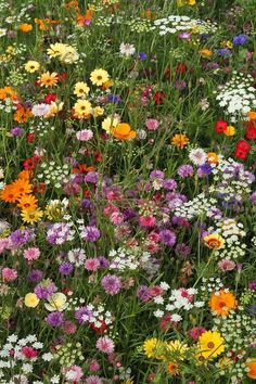 a field full of different colored flowers