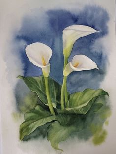 two white calla lilies with green leaves