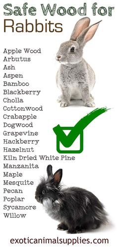 rabbits are the most popular animals in the world