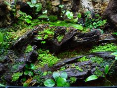 an aquarium filled with lots of green plants and rocks covered in mossy algaes