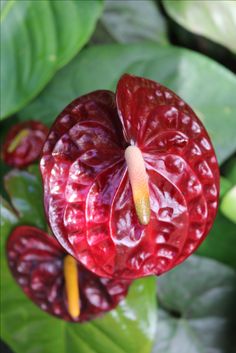 a red flower with green leaves in the background