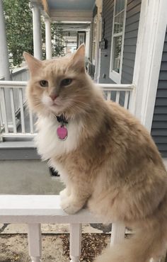 an orange and white cat sitting on top of a porch railing looking at the camera