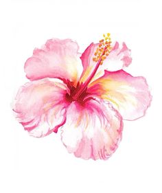 a pink flower with yellow stamens on it's petals is shown in this watercolor painting