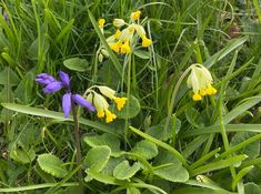 some purple and yellow flowers are in the grass