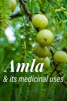 indian gooseberry amla amalaki in ayurveda its benefits and medicinal uses and recipes Indian Gooseberry, Ayurveda Recipes, Herbs For Health, Healthy Juices, Health Benefits, Healthy Lifestyle, Medicine