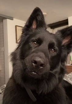 a large black dog sitting on top of a bed