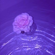 a pink rose floating in water on top of a purple surface with words above it