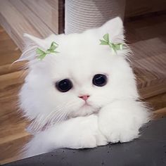 a white cat with green bows on its head