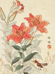 size: 12x9in Giclee Print: Sparrow and Tiger Lilies by Bairei Kono : Art Floral Japonais, Tiger Lilies, Asian Flowers, Japanese Art Prints, Illustration Botanique, Botanical Art Prints, Japanese Embroidery, Japanese Flowers, Up Book