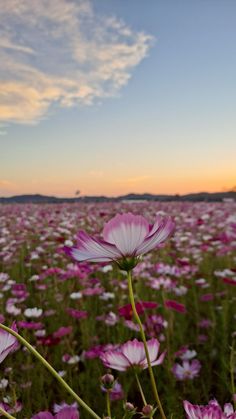 a field full of pink and white flowers