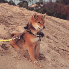 a brown and white dog standing on top of a sandy beach