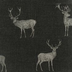 four deers are standing in the dark