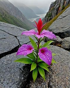 a purple flower sitting on top of a rock covered in raindrops next to mountains