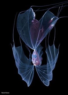 an image of some kind of fish in the water with it's wings spread out