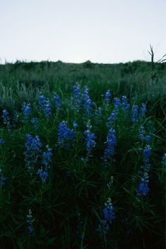 some blue flowers in the middle of a field