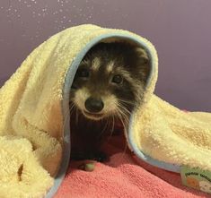 a raccoon is peeking out from under a blanket