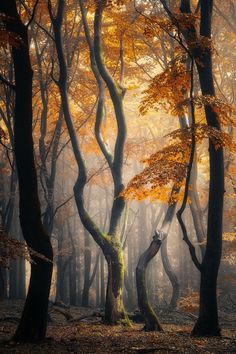 a forest with lots of trees and yellow leaves