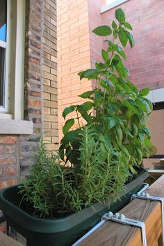 a planter filled with lots of green plants on top of a wooden table next to a brick building