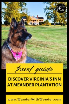 a german shepherd dog sitting in front of a field with the words travel guide discovering virginia's in at meander plantation