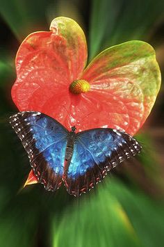 a blue butterfly sitting on top of a flower next to a red and green leaf