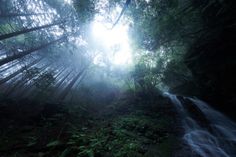 a waterfall in the middle of a forest filled with lots of green plants and trees