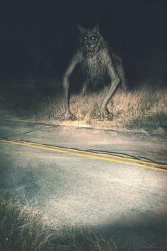 a creepy looking animal standing on the side of a road in the middle of nowhere