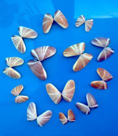 sea shells arranged in a circle on a blue surface