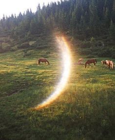 horses graze in a field with tall trees behind them and a rainbow coming out of the grass