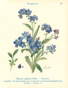 an illustration of blue flowers with green leaves