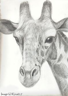 a pencil drawing of a giraffe's head