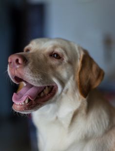 a close up of a dog with its mouth open