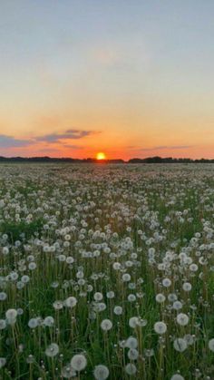 the sun is setting over a field full of dandelions