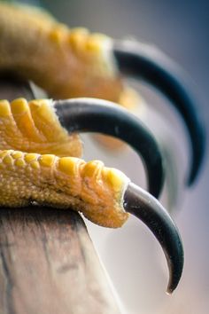 two banana peels are sitting on top of a wooden bench with black handles and curved ends