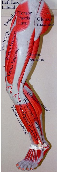 the muscles are labeled in red and white, with names below them on a wall