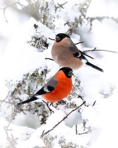 two birds perched on branches in the snow covered tree branch filled with white and orange snow