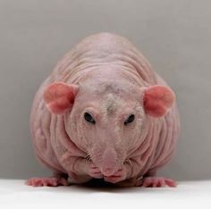 a hairless rat sitting on top of a white floor next to a gray wall